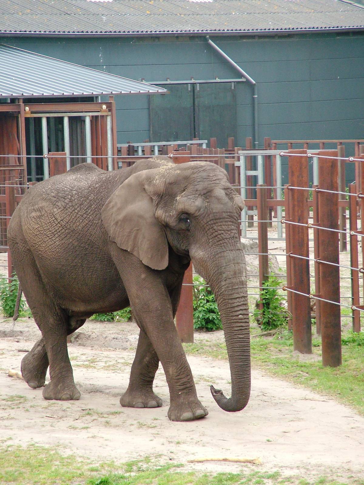 African Elephant at Beekse Bergen, 31/05/12