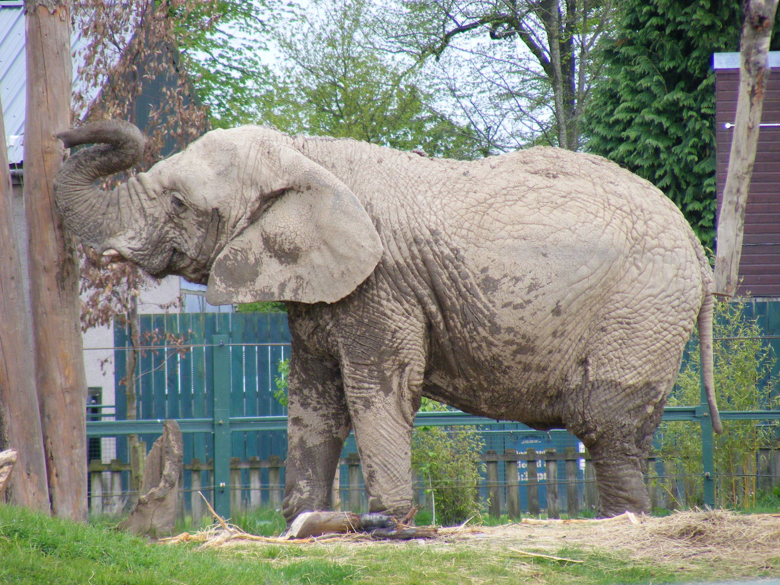 African elephant at Blair Drummond Safari Park, 19 May 2010