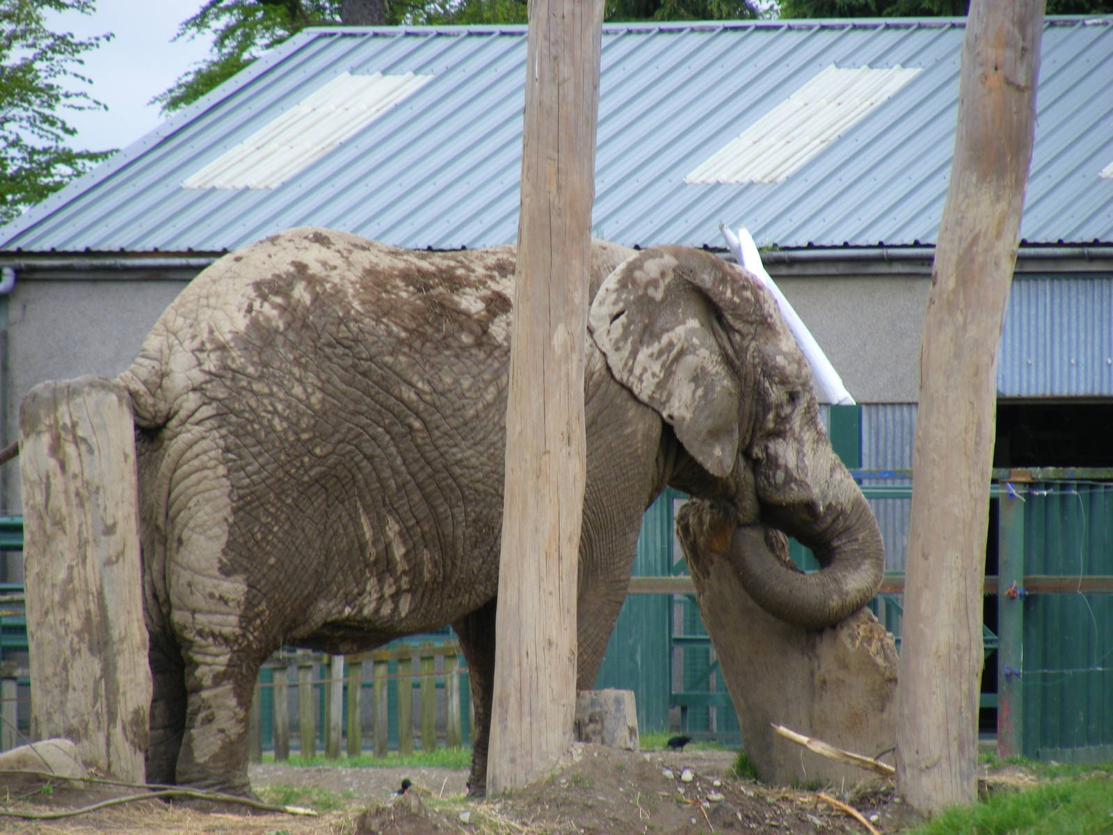 African elephant at Blair Drummond Safari Park, 19 May 2010