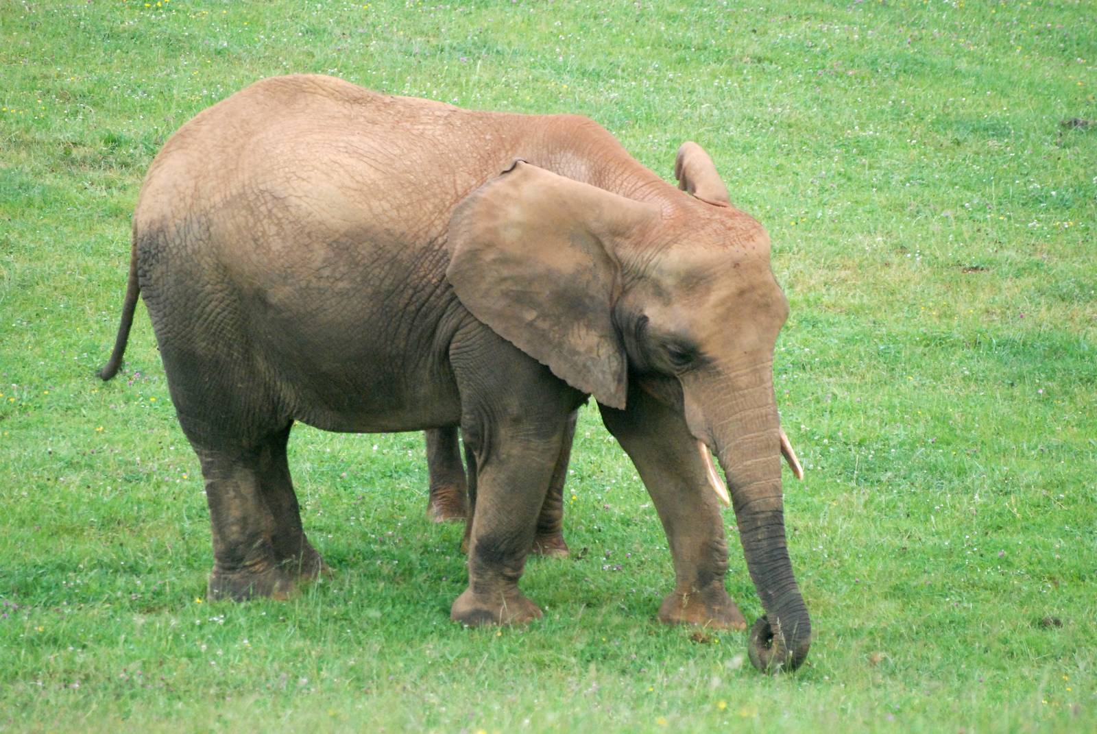 African Elephant at Cabarceno, 11/06/15