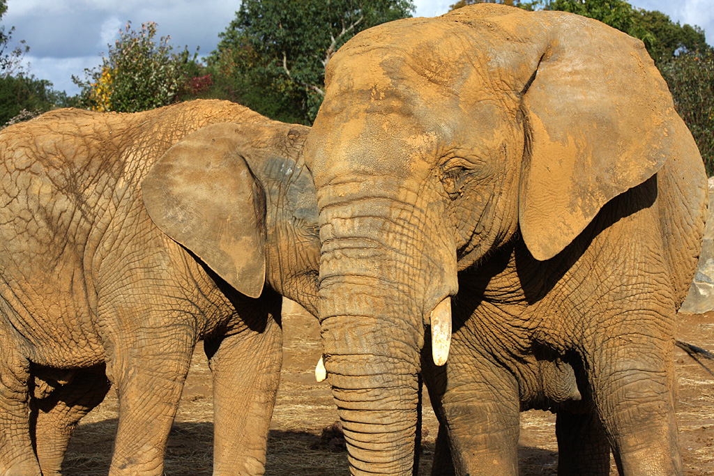 African Elephant at Colchester 21/10/08