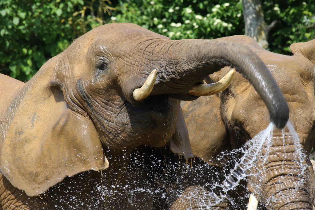 African Elephant at Colchester Zoo 28/05/2017