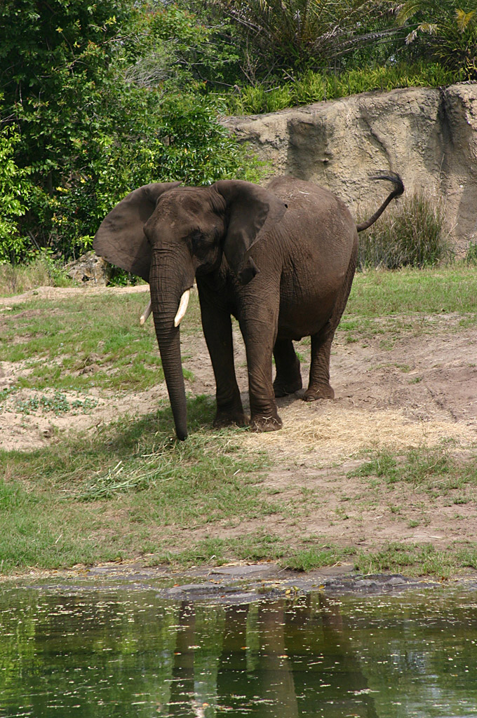 African Elephant at Disneys Animal Kingdom 22/03/05