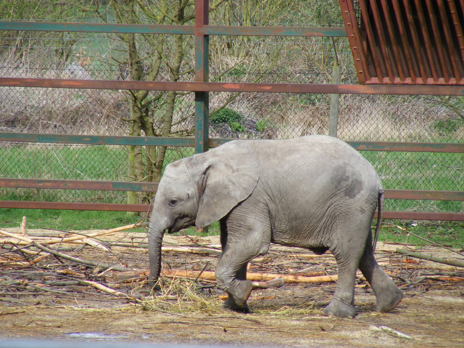 African elephant at Howletts Wild Animal Park, 3 April 2010