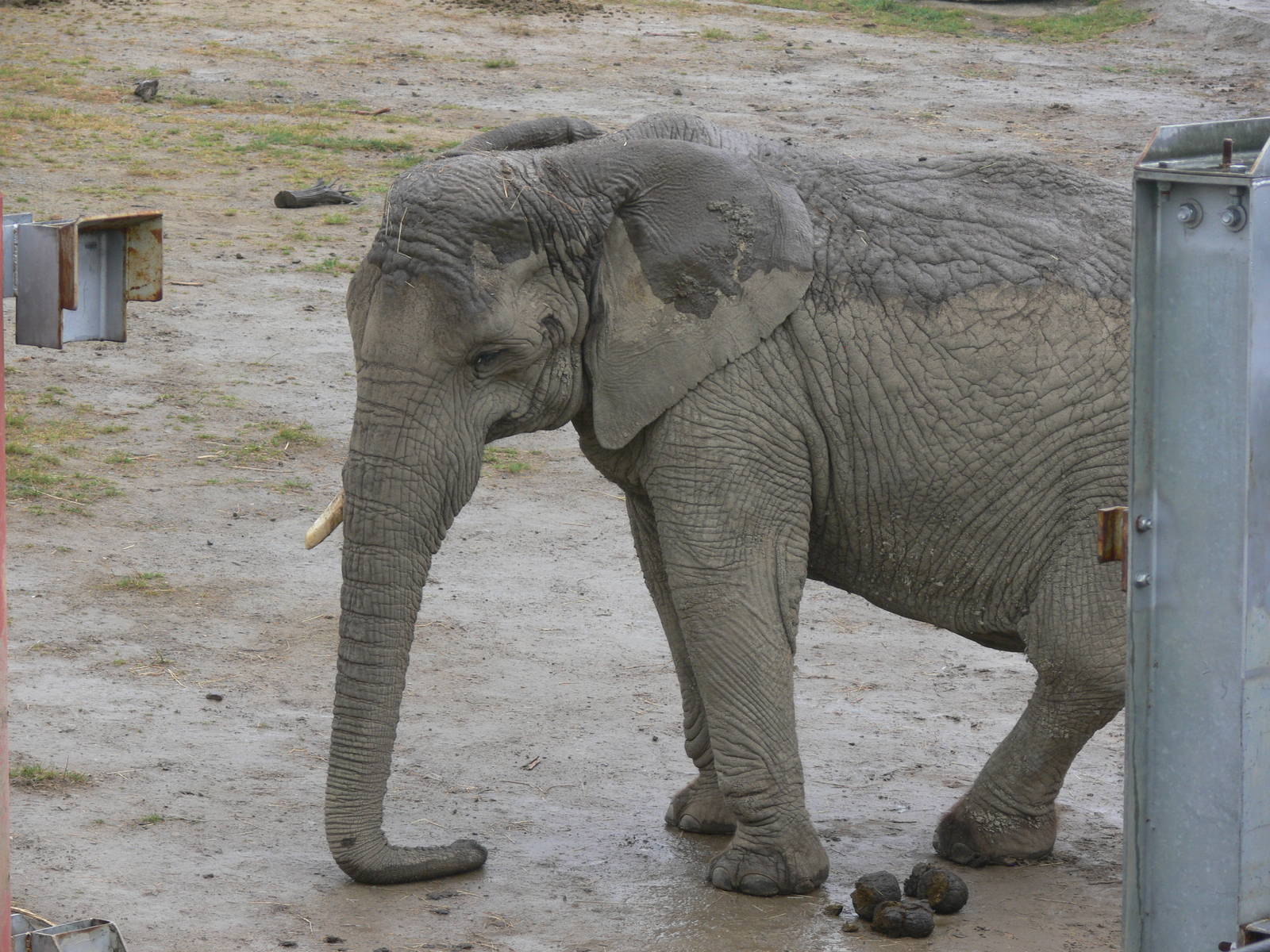 African Elephant at Knowsley, 28/06/14