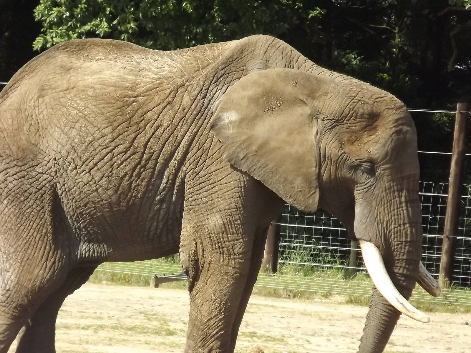African Elephant at Knowsley Safari Park 08/09/12