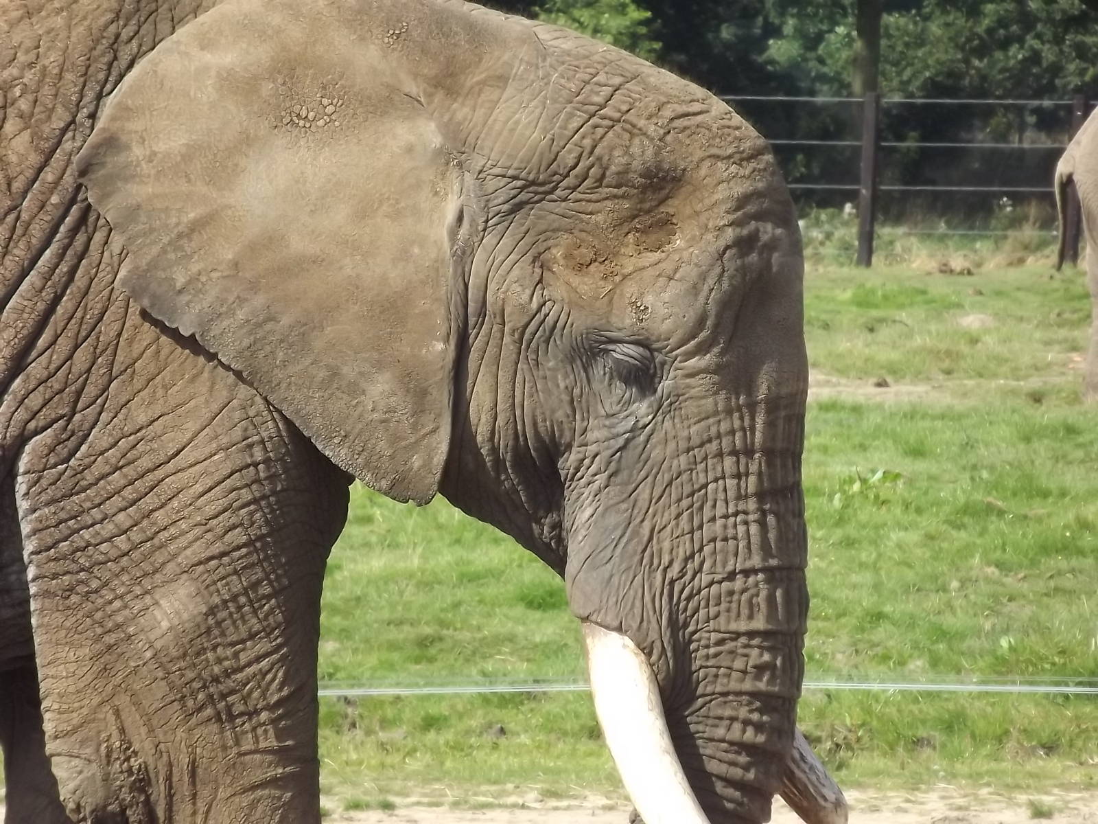 African Elephant at Knowsley Safari Park 08/09/12