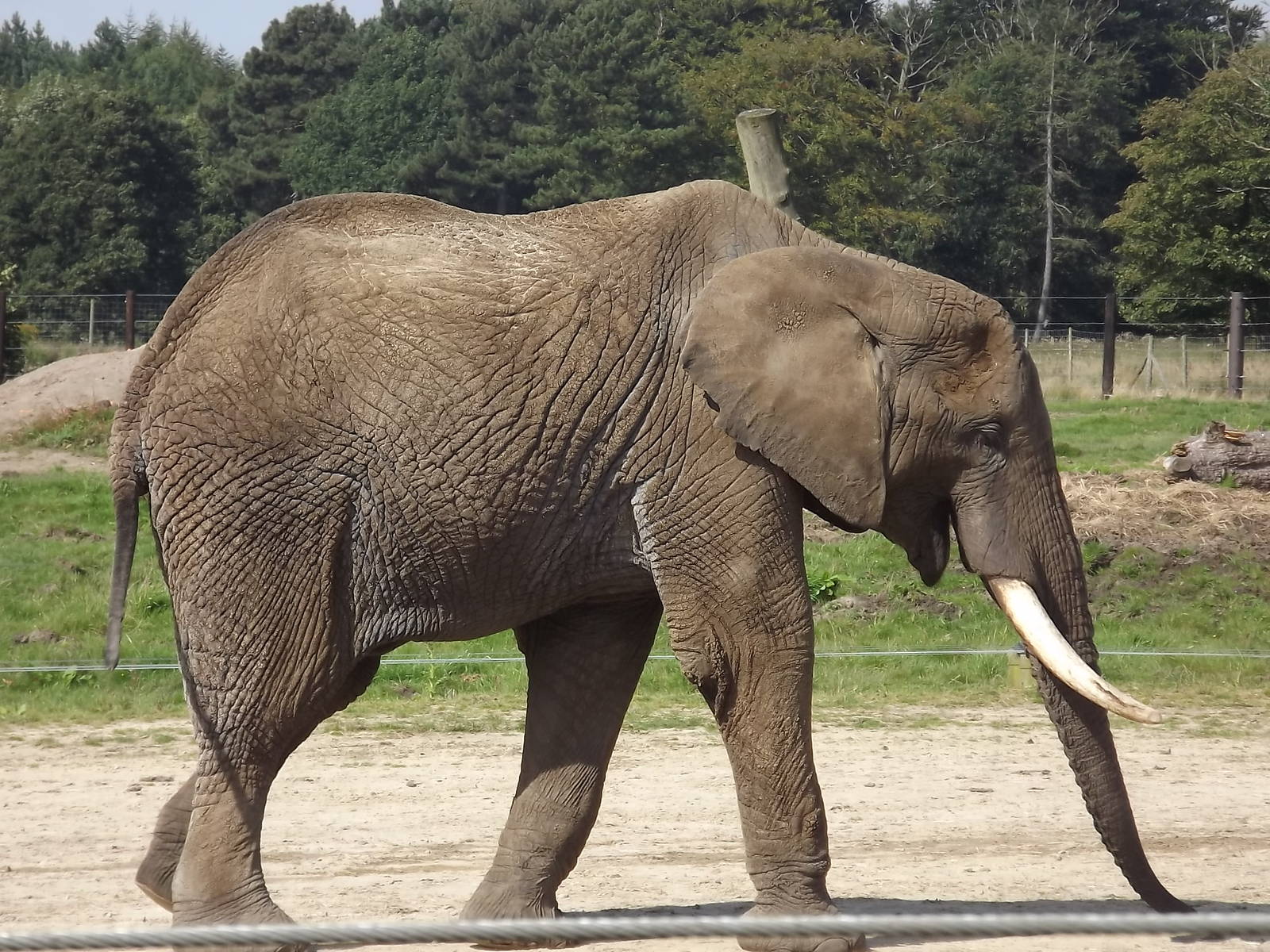 African Elephant at Knowsley Safari Park 08/09/12