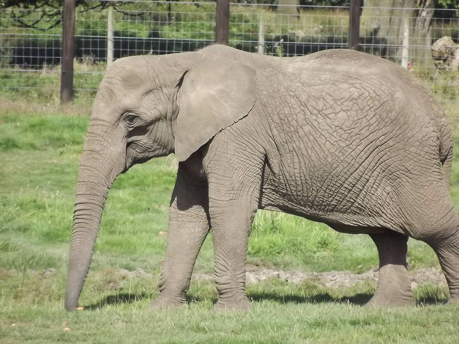 African Elephant at Knowsley Safari Park 08/09/12
