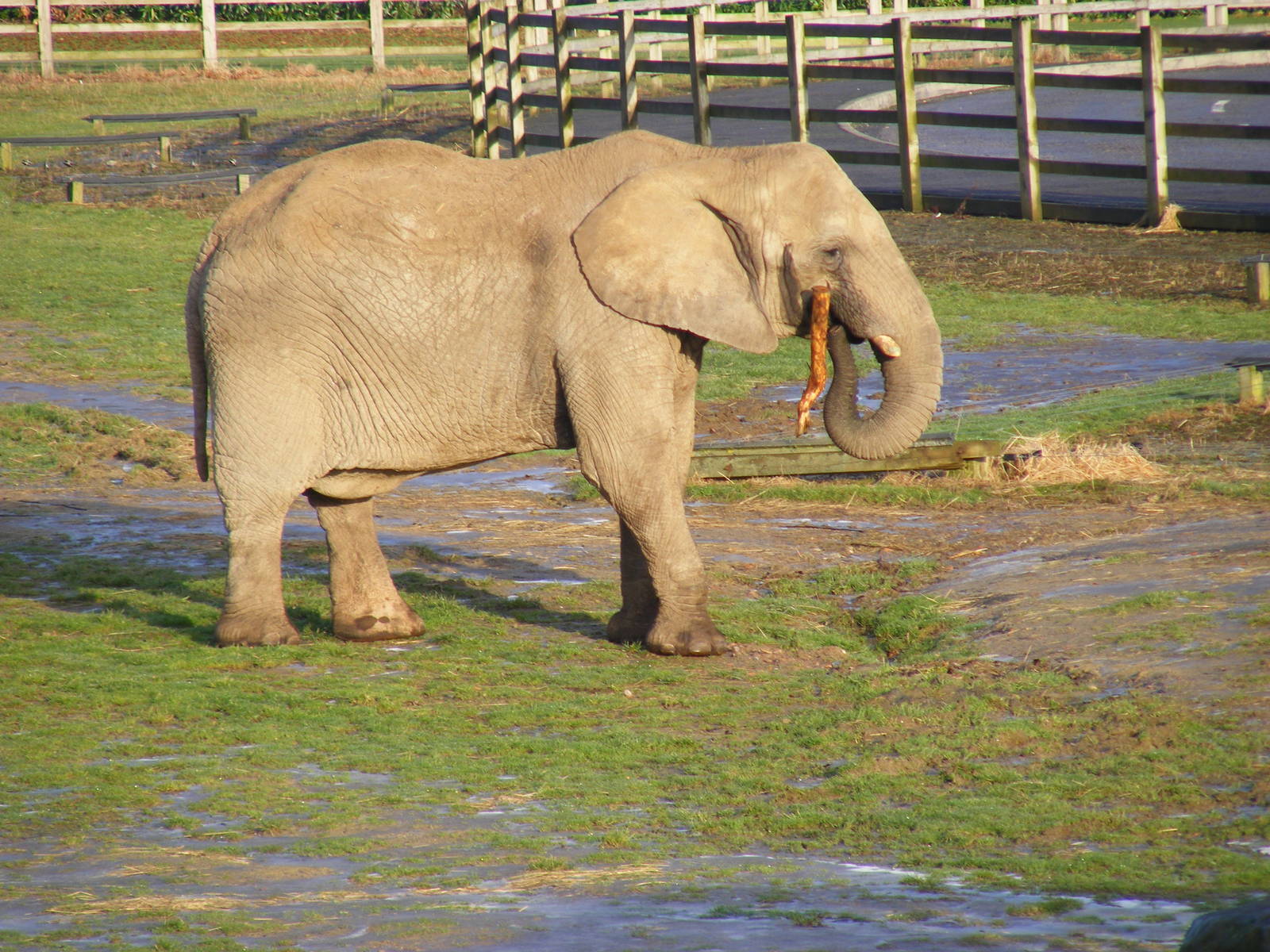 African elephant at Knowsley Safari Park, 28 December 2009