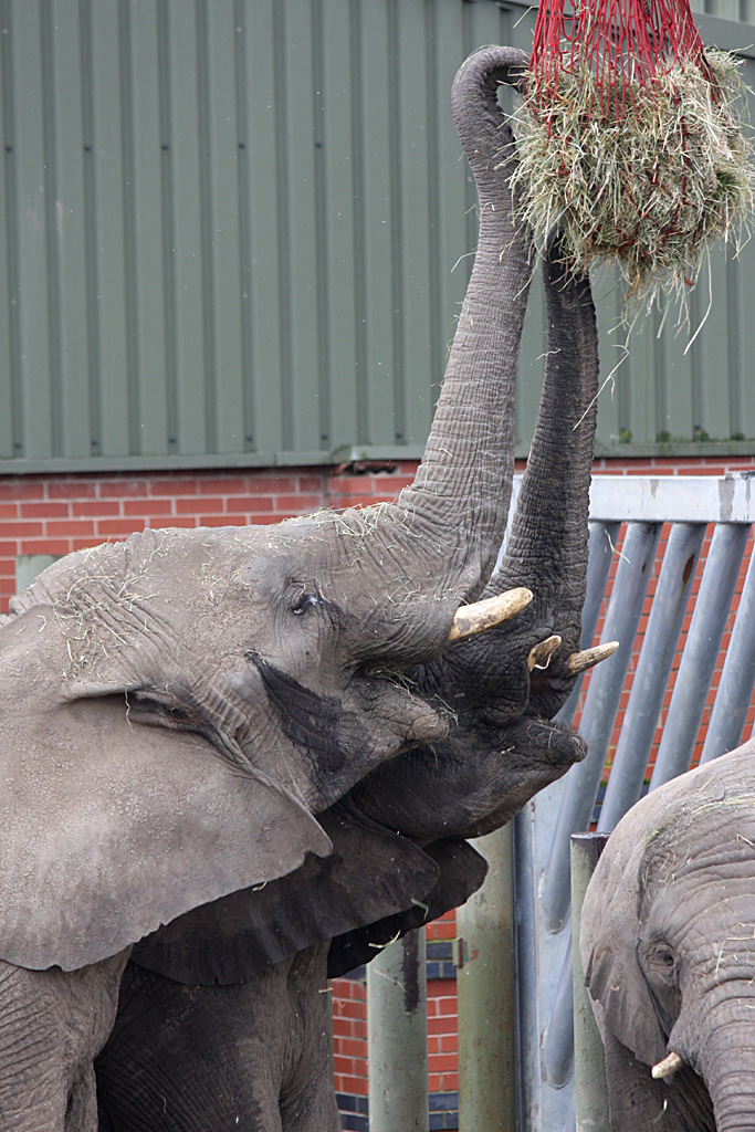 African Elephant at Knowsley Safari Park