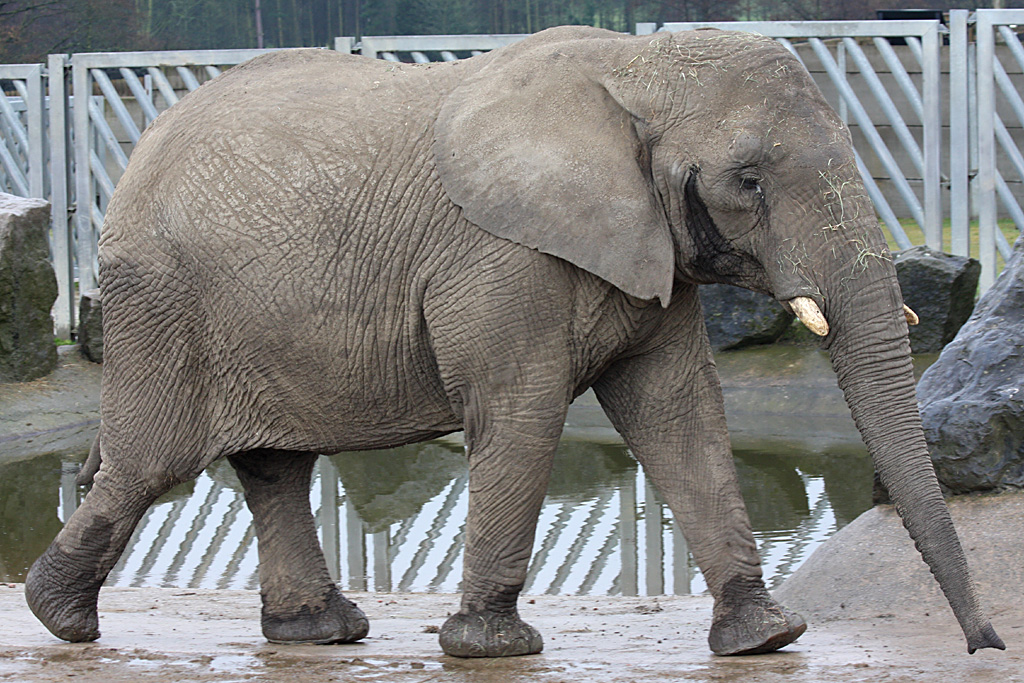 African Elephant at Knowsley Safari Park