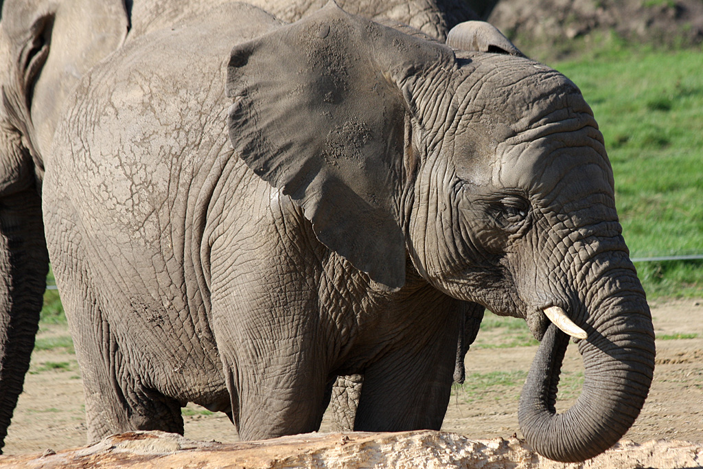 African Elephant at Knowsley