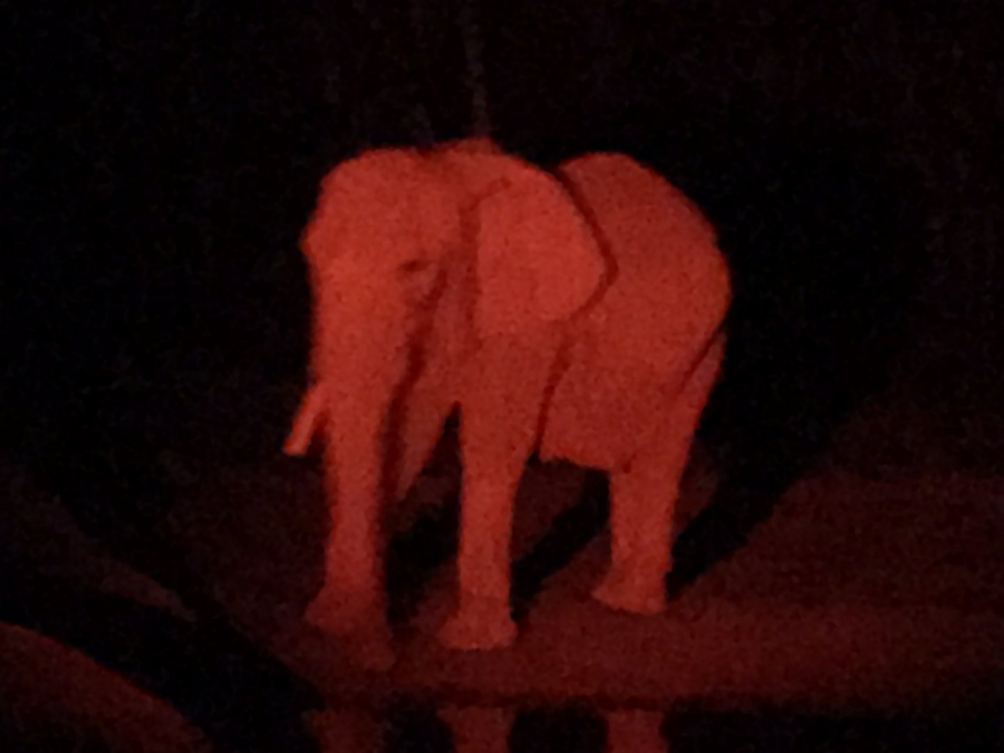African Elephant at Night