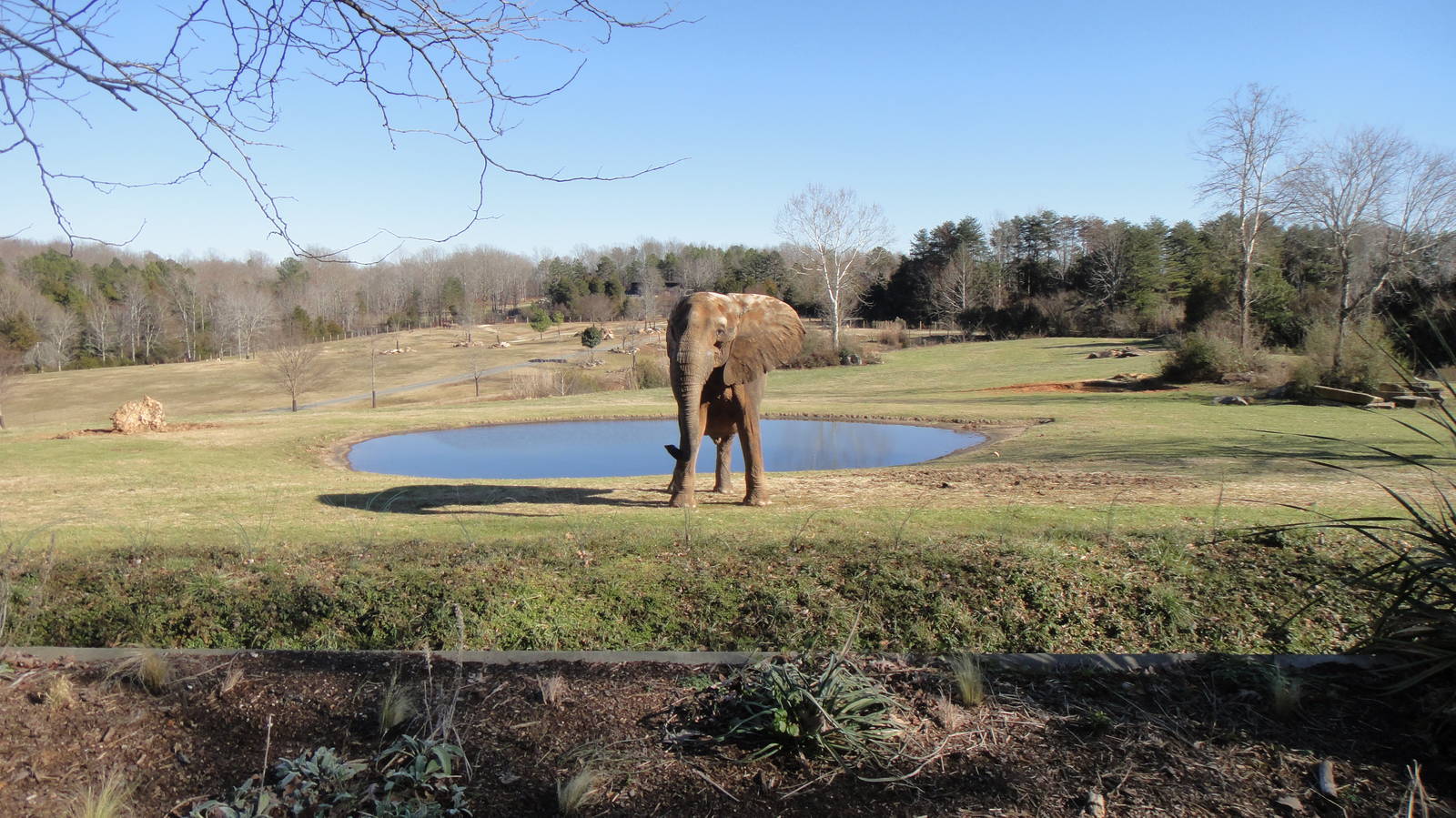 African elephant at North Carolina zoo 2015-1-19