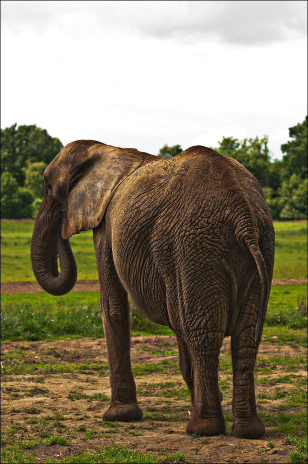African elephant at Ströhen