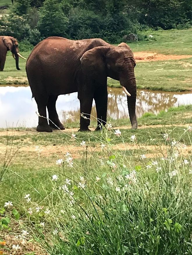 African Elephant at the North Carolina Zoo