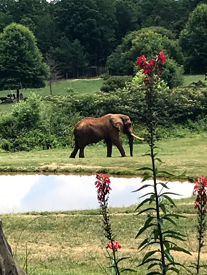 African Elephant at the North Carolina Zoo
