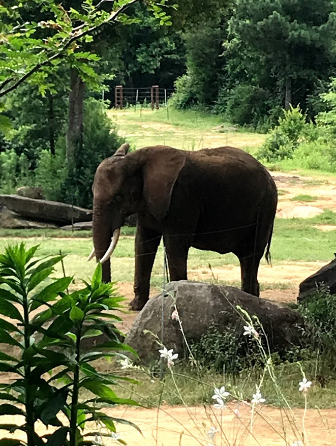 African Elephant at the North Carolina Zoo