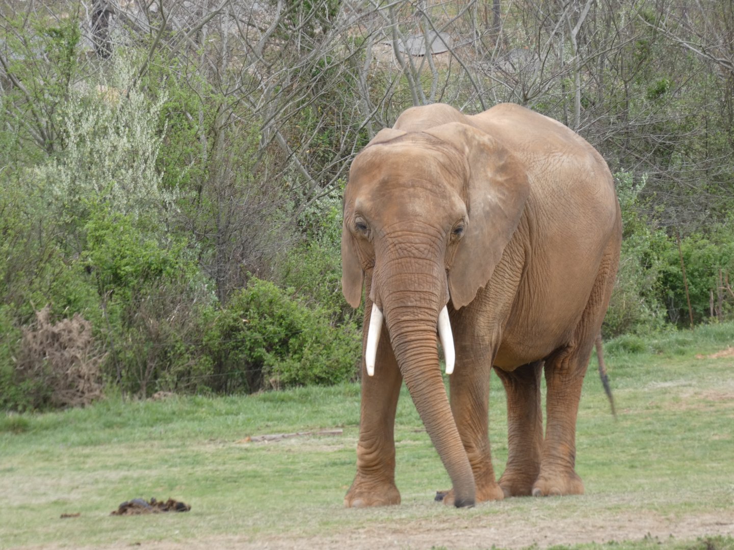 African Elephant at the North Carolina Zoo