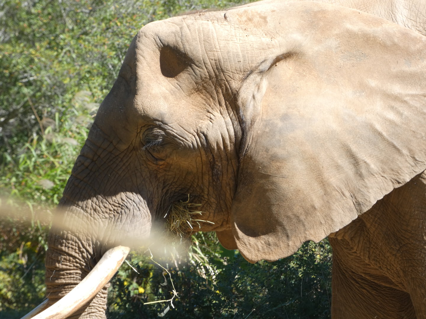African Elephant at the North Carolina Zoo