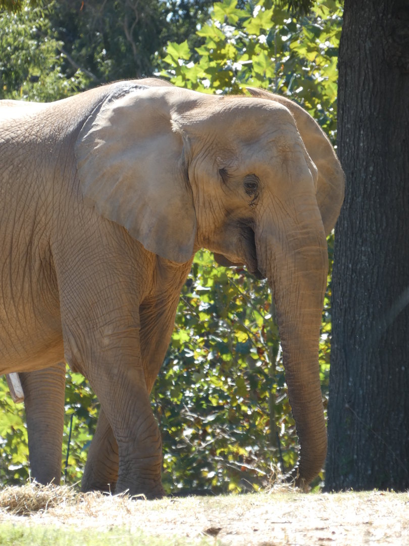 African Elephant at the North Carolina Zoo