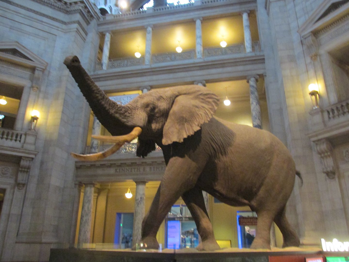 african elephant at the rotunda