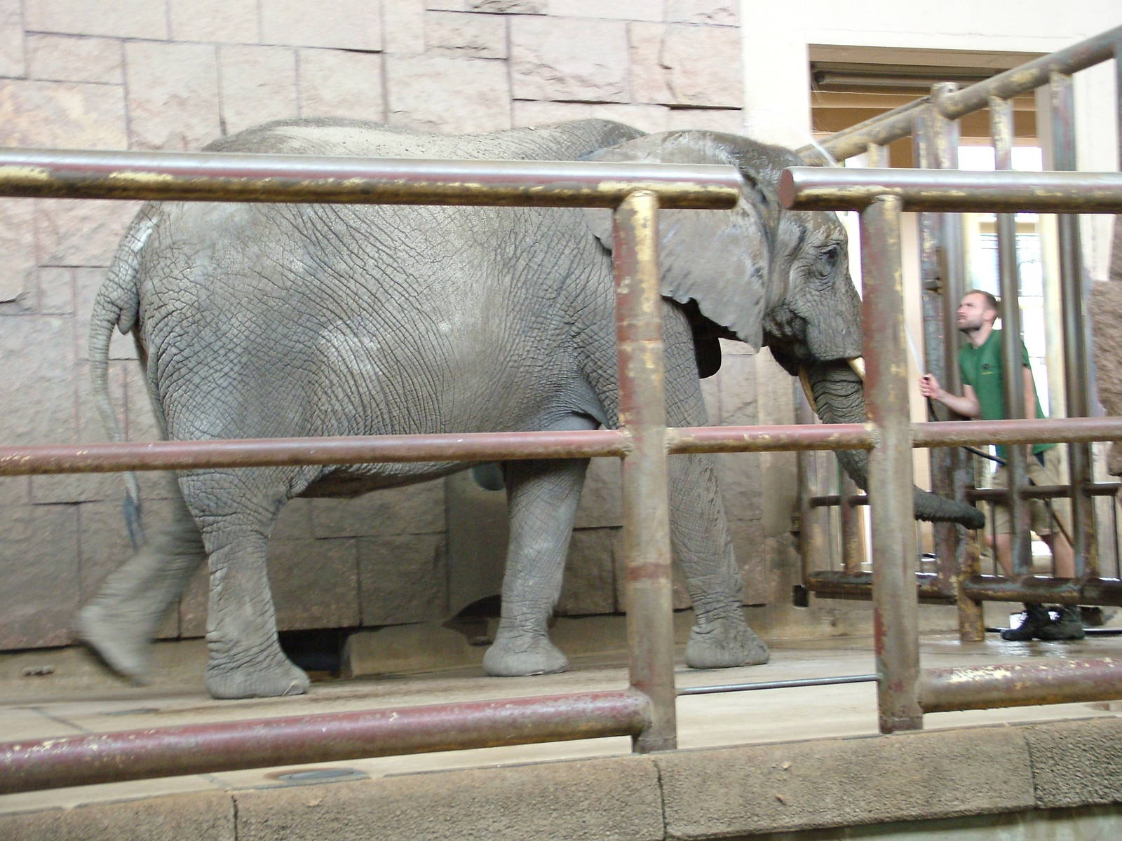 African Elephant at Tierpark Berlin, 30/08/11