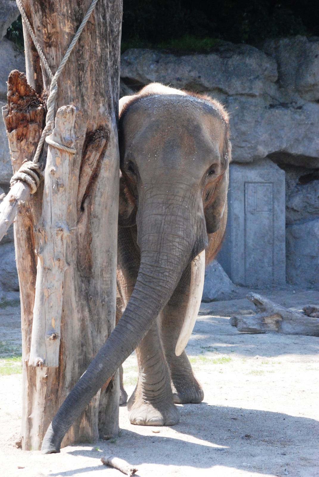 African Elephant at Vienna, 16/06/13