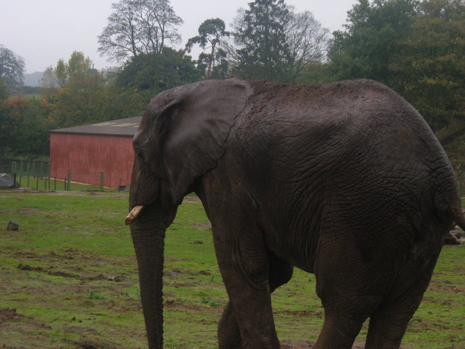 African Elephant at West Midlands Safari Park