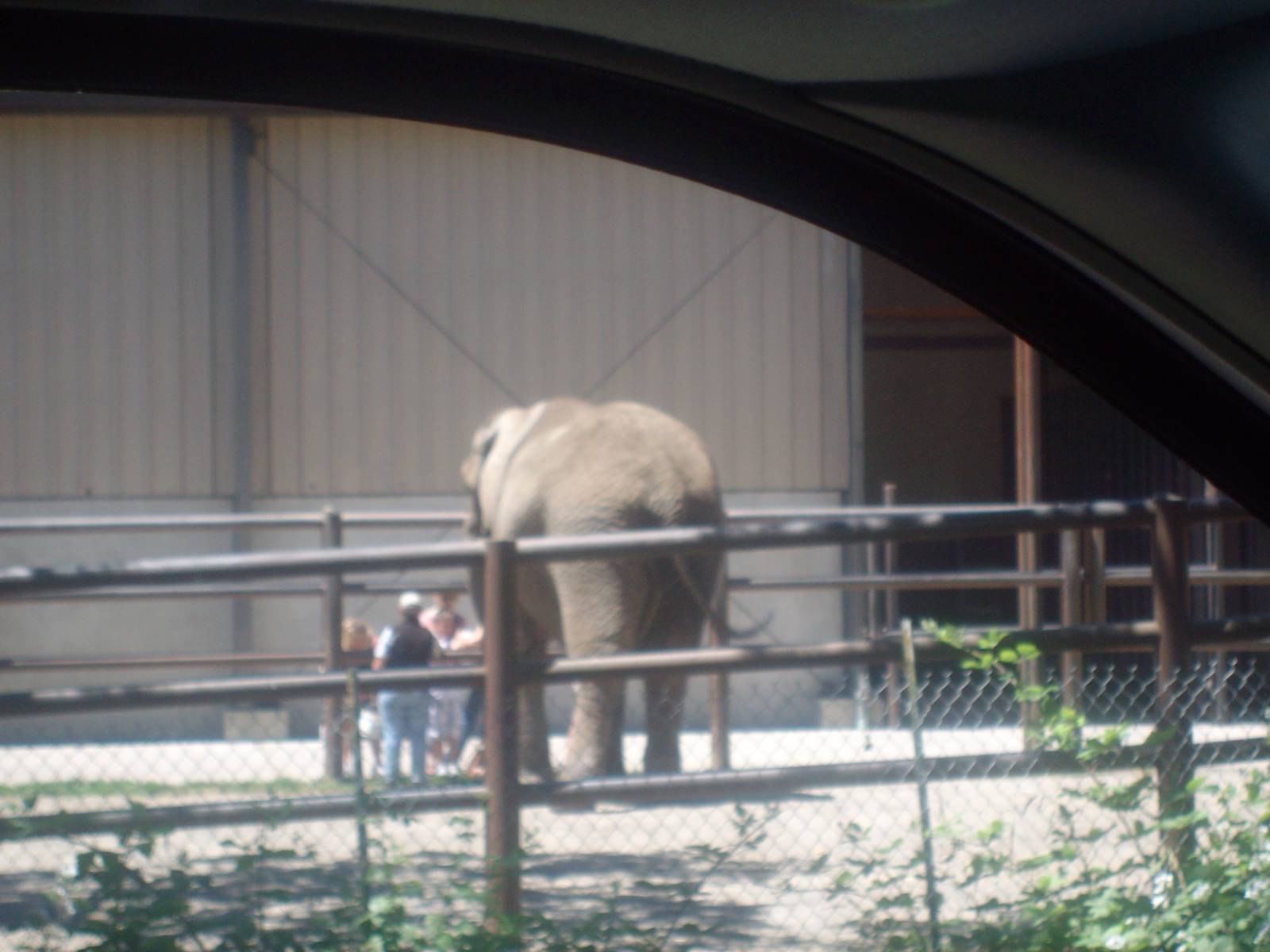 African Elephant at Wildlife Safari