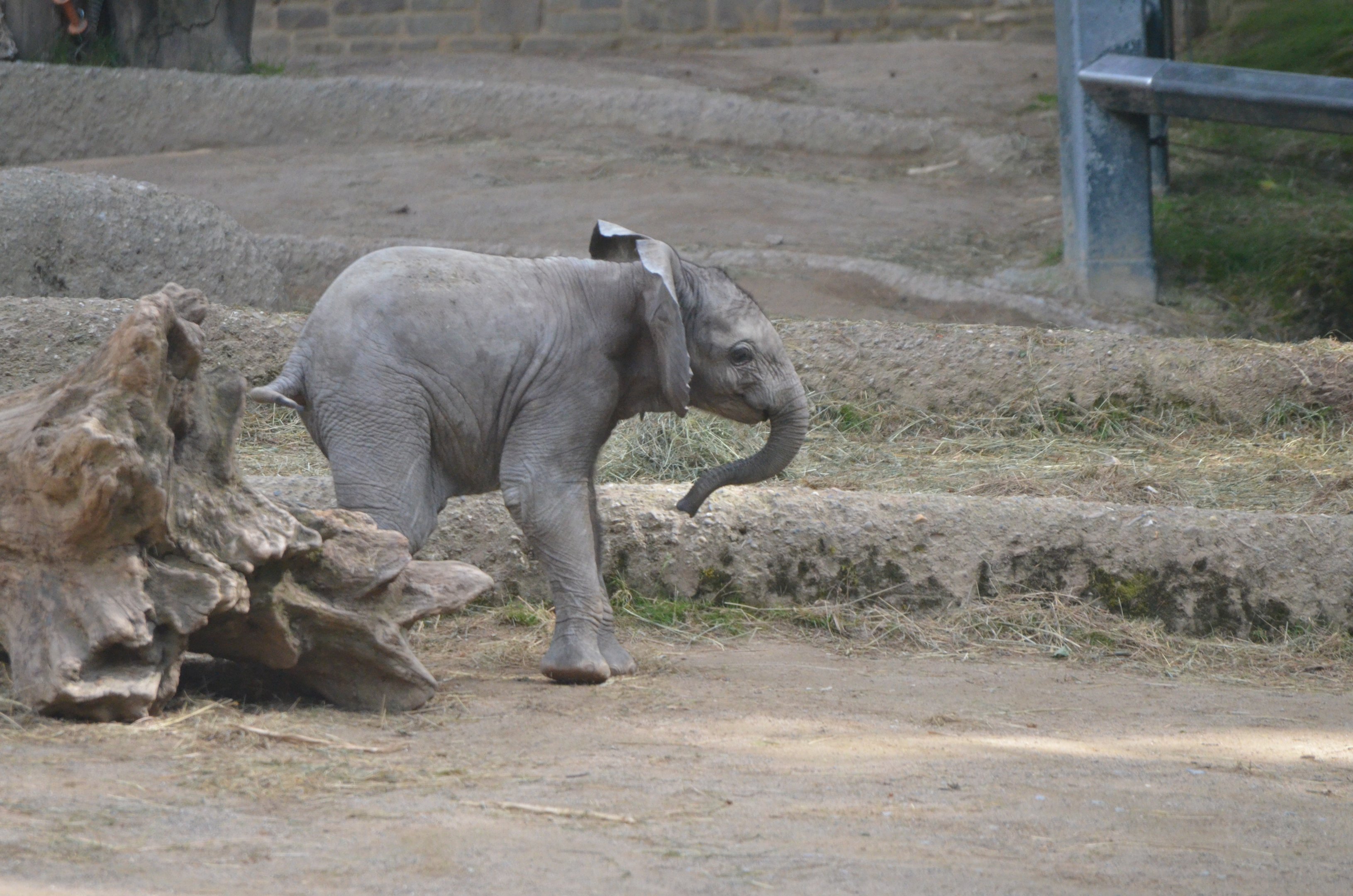 African Elephant at Wuppertal, 16/06/19