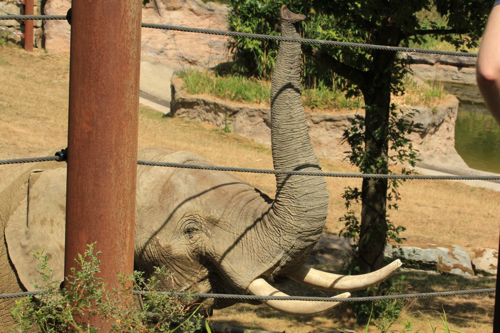 African Elephant (August 2018)