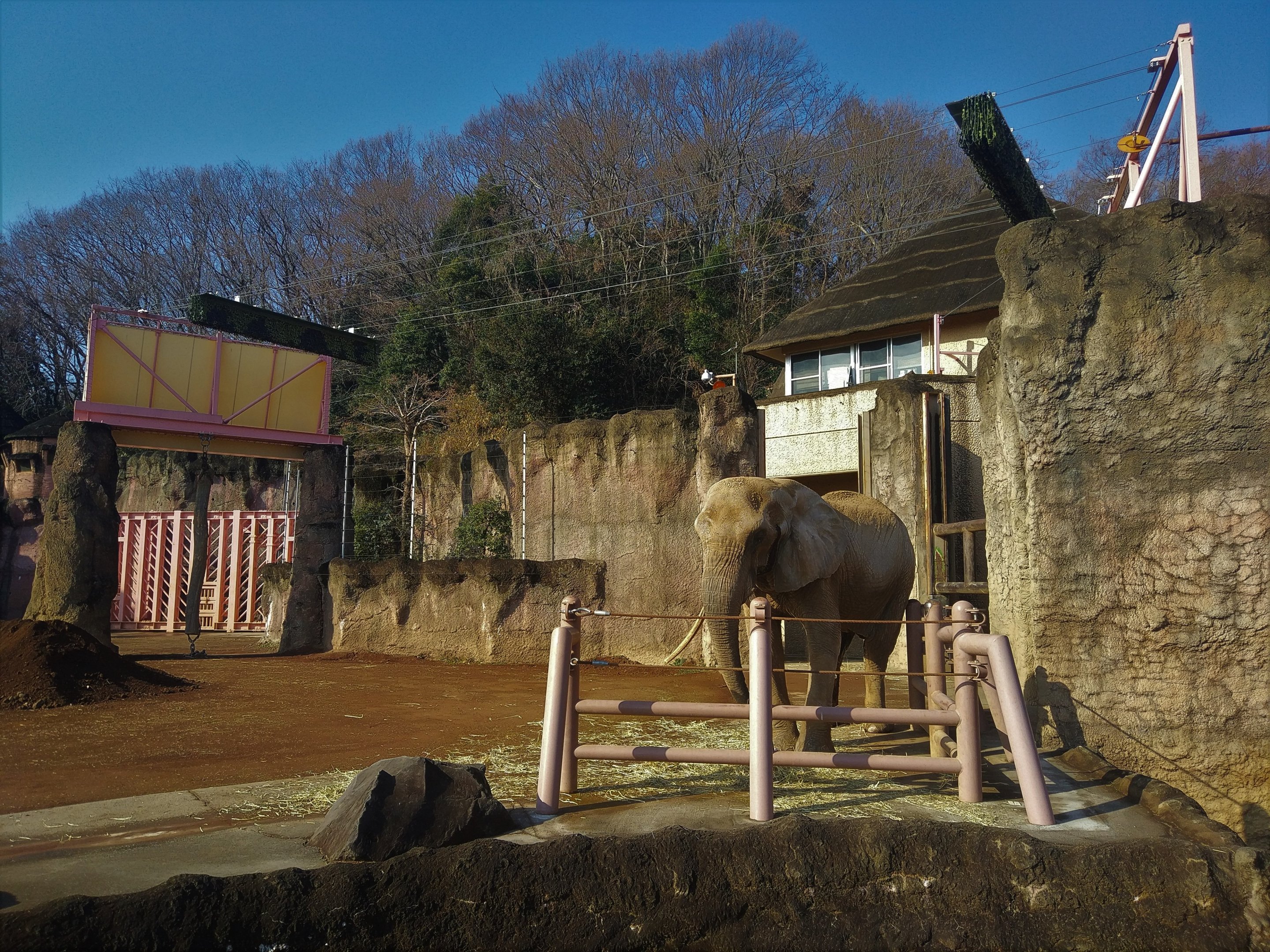 African Elephant Awning