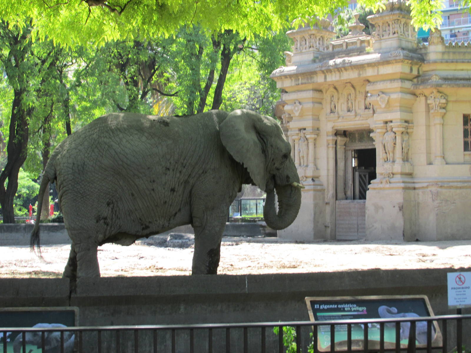 african elephant BA zoo