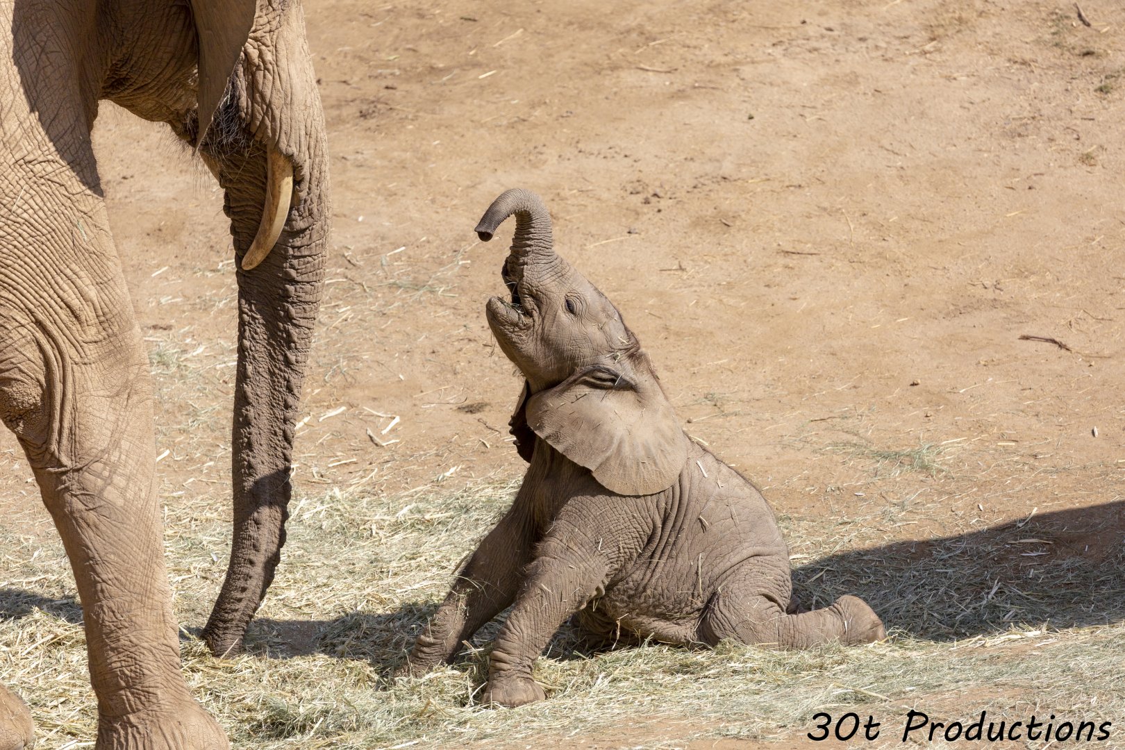 African Elephant baby playing