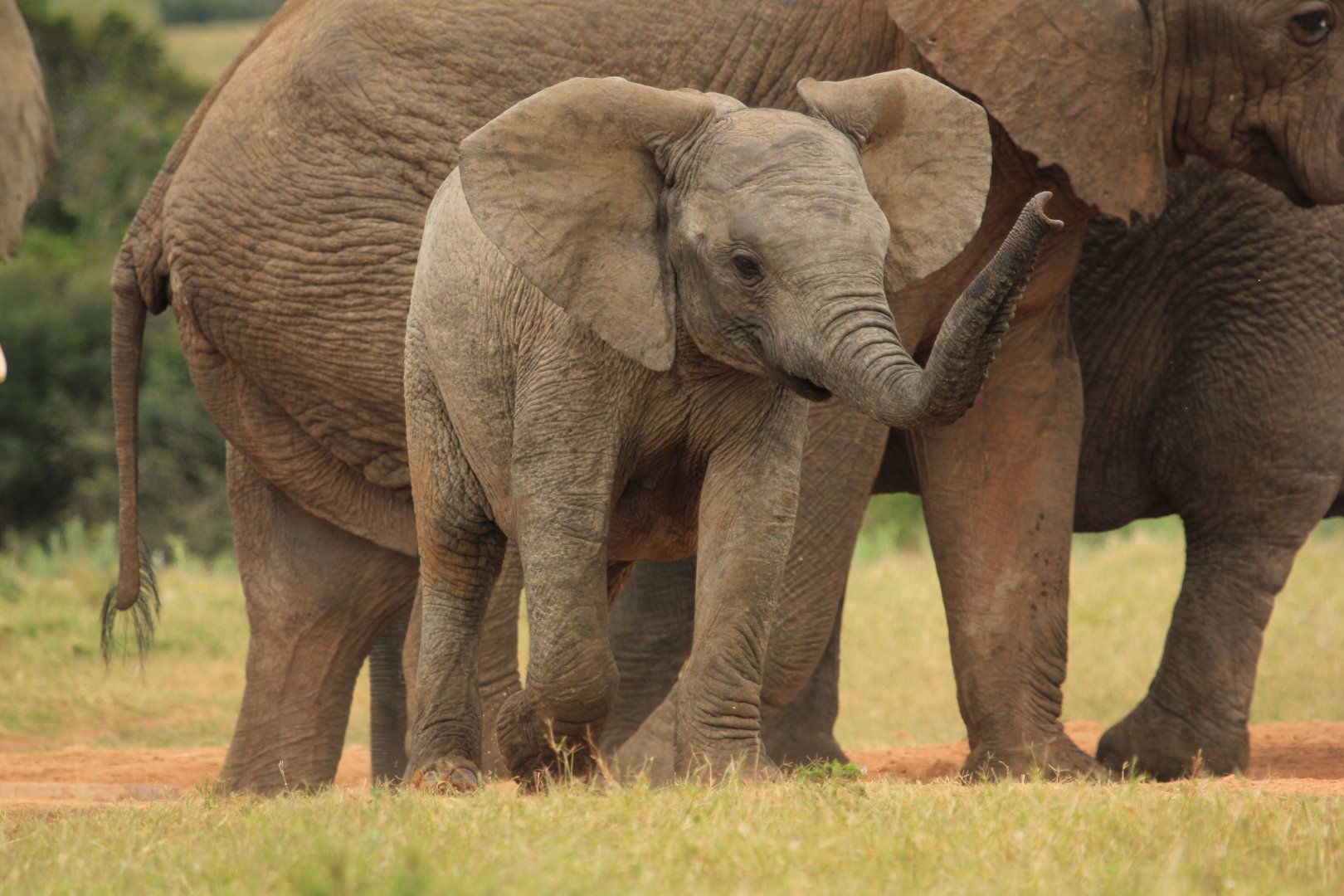 African elephant baby (September 2012)