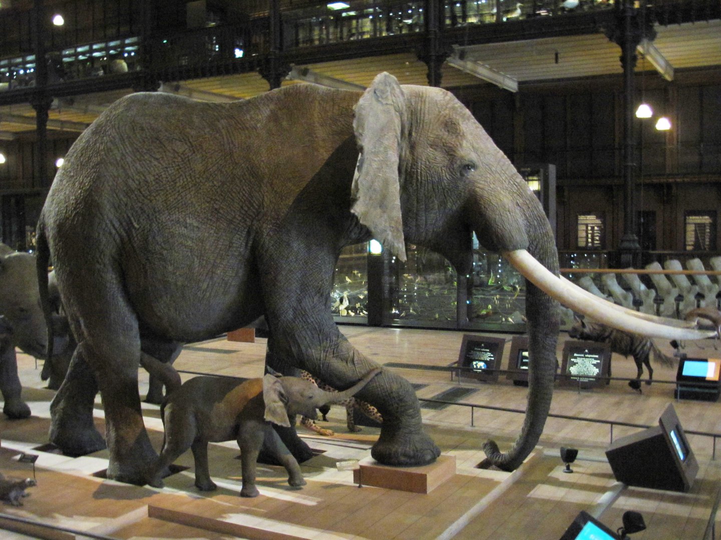 African Elephant & Baby