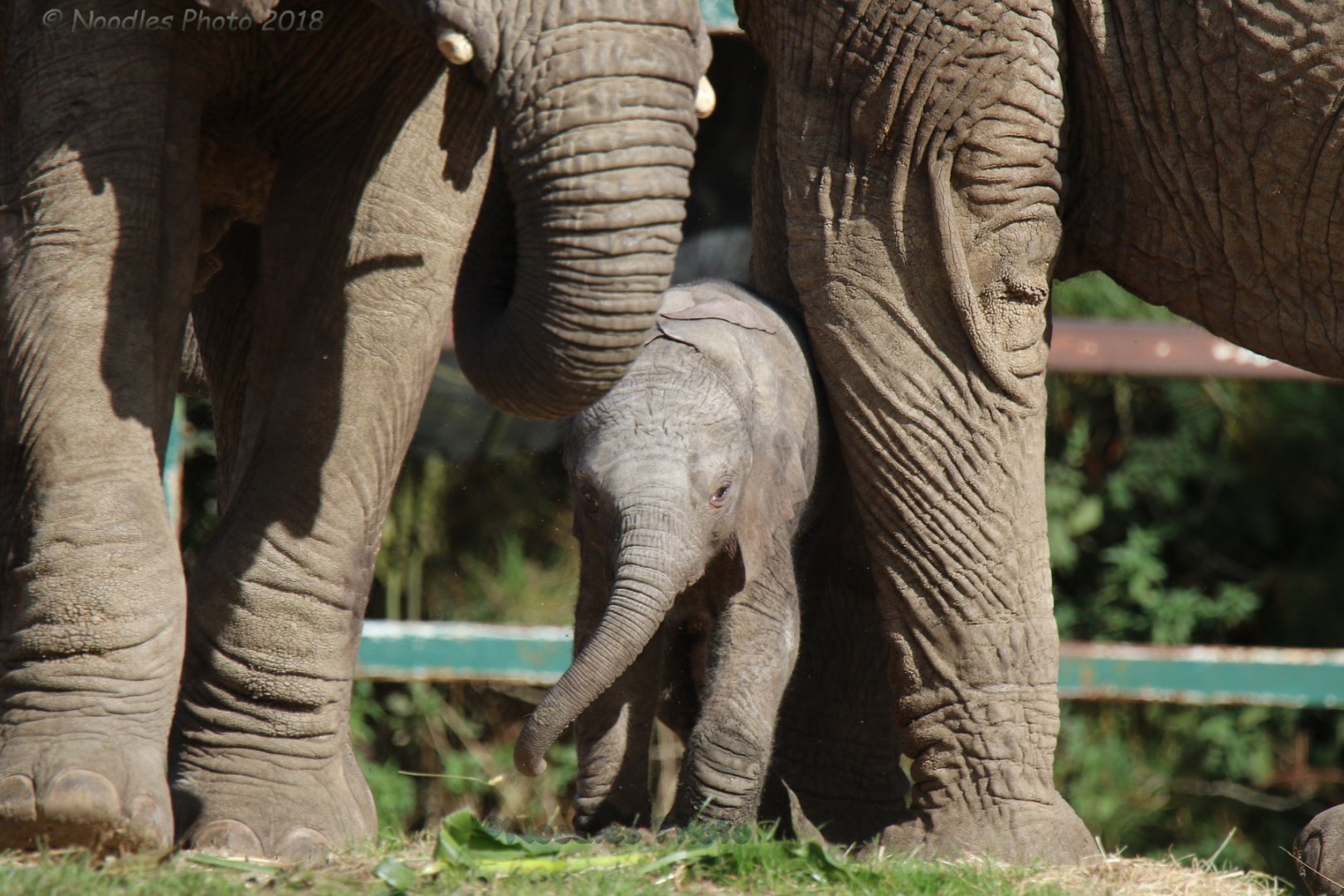 African Elephant Baby