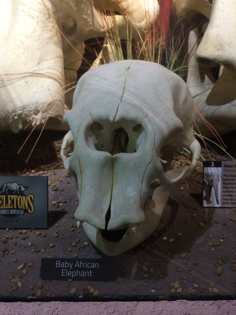 African Elephant Baby