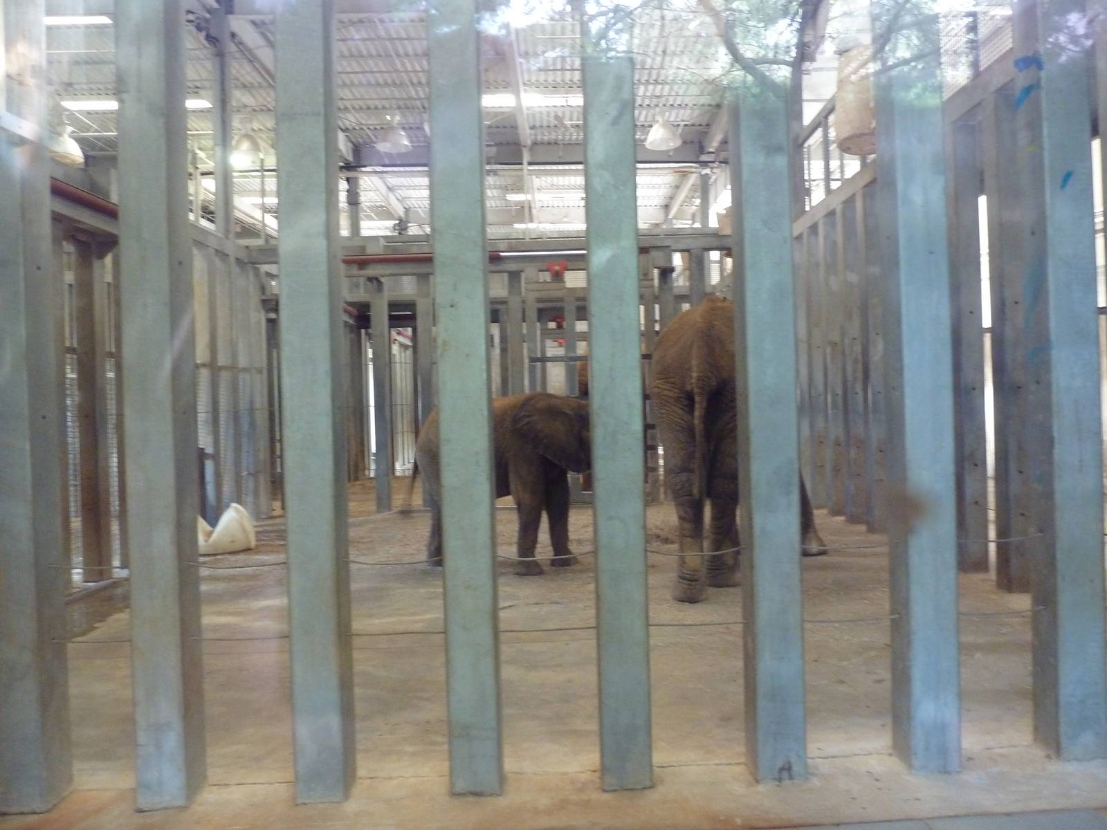 African Elephant Barn