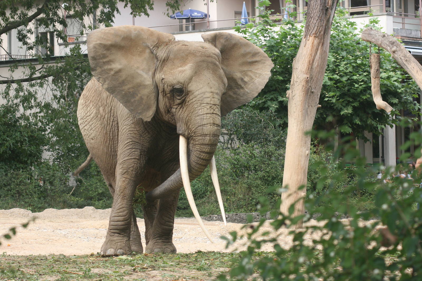 African elephant; Basle Zoo; 26th August 2009
