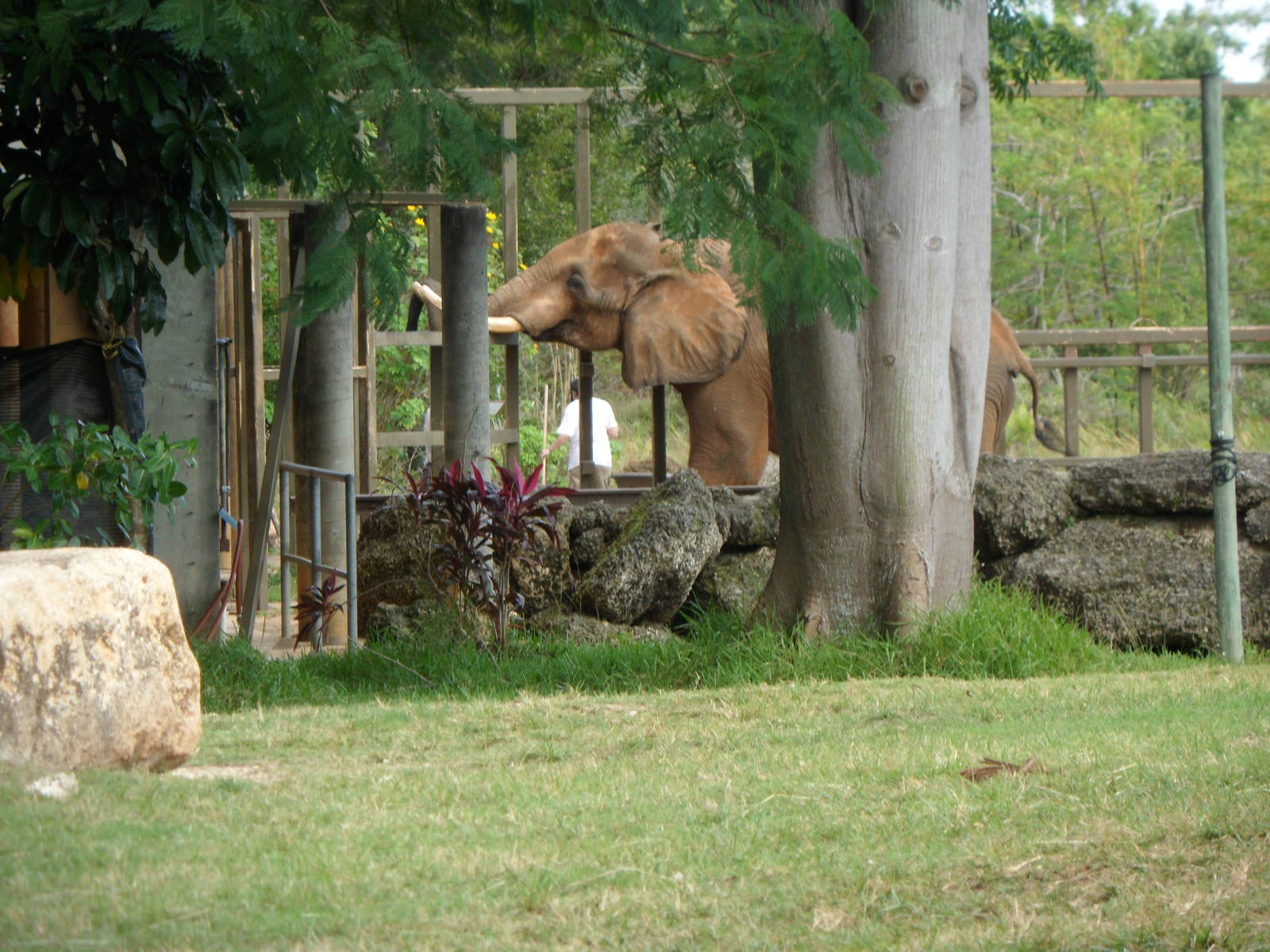 African Elephant Being Fed