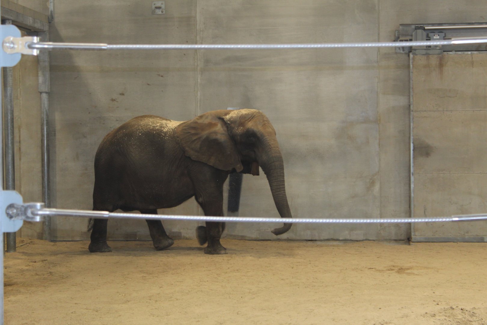 African Elephant "Belle"