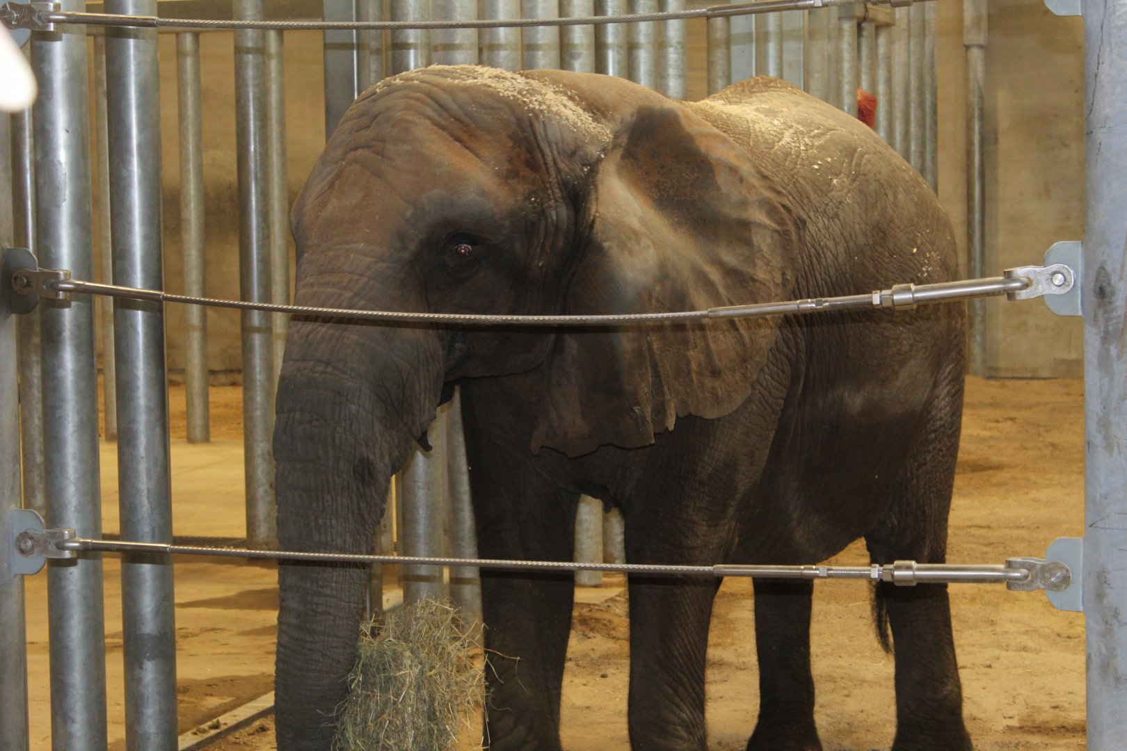 African Elephant "Belle"