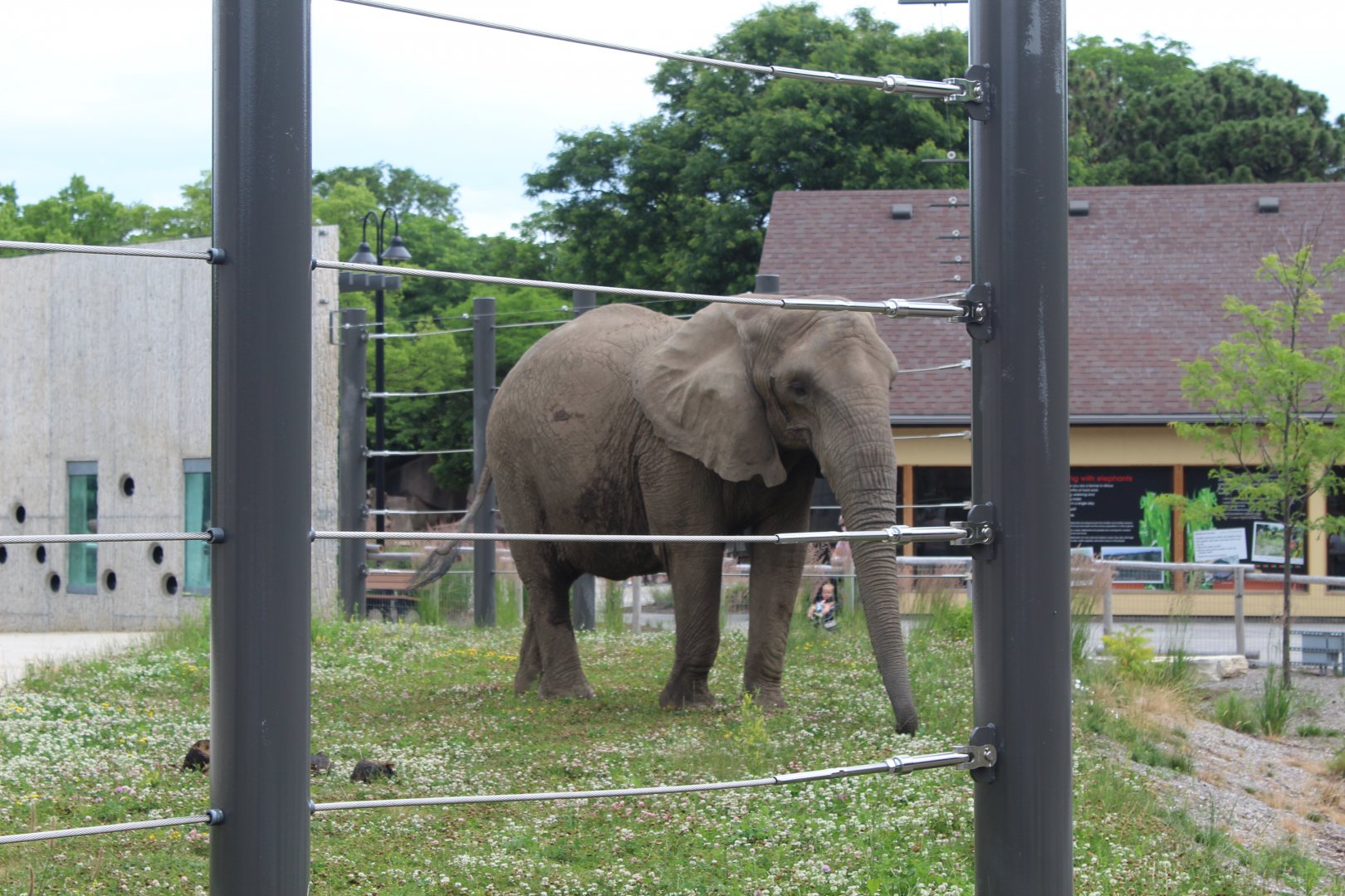 African Elephant "Belle"