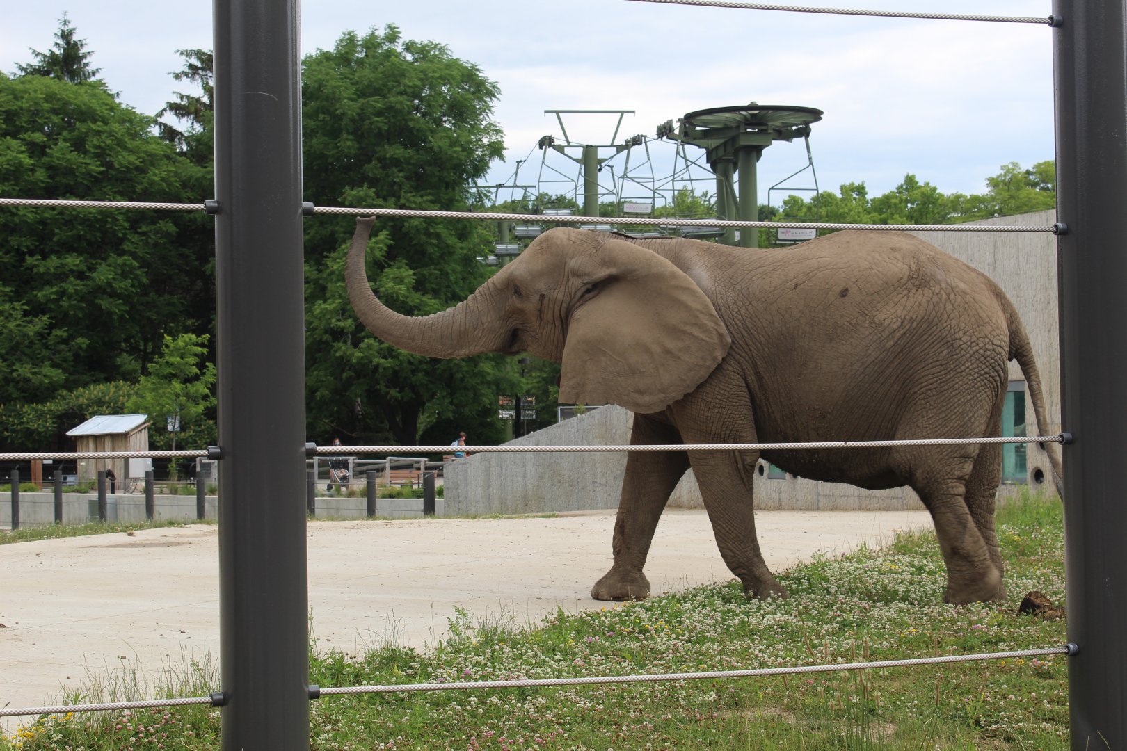 African Elephant "Belle"