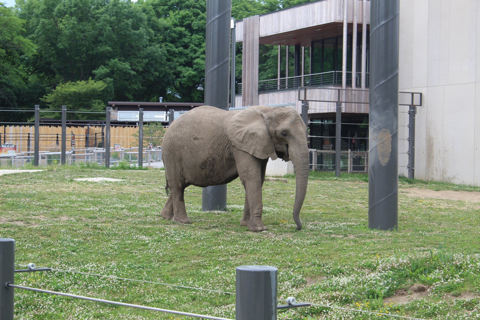 African Elephant "Belle"