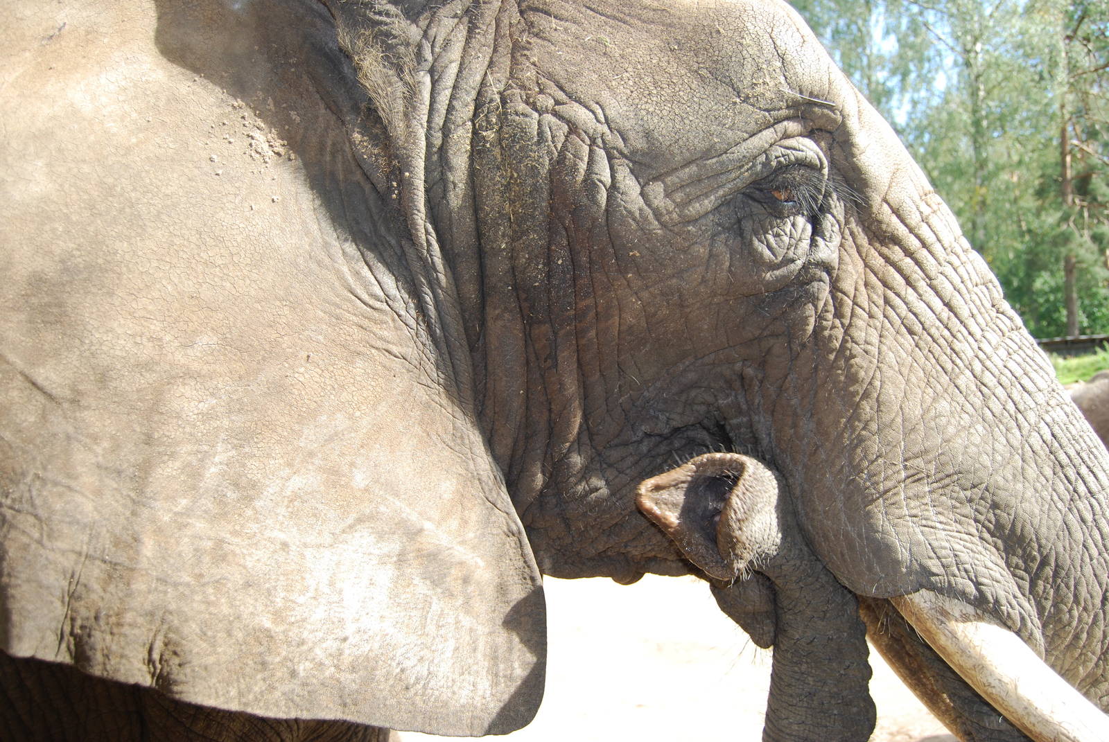 African Elephant , Boras Zoo
