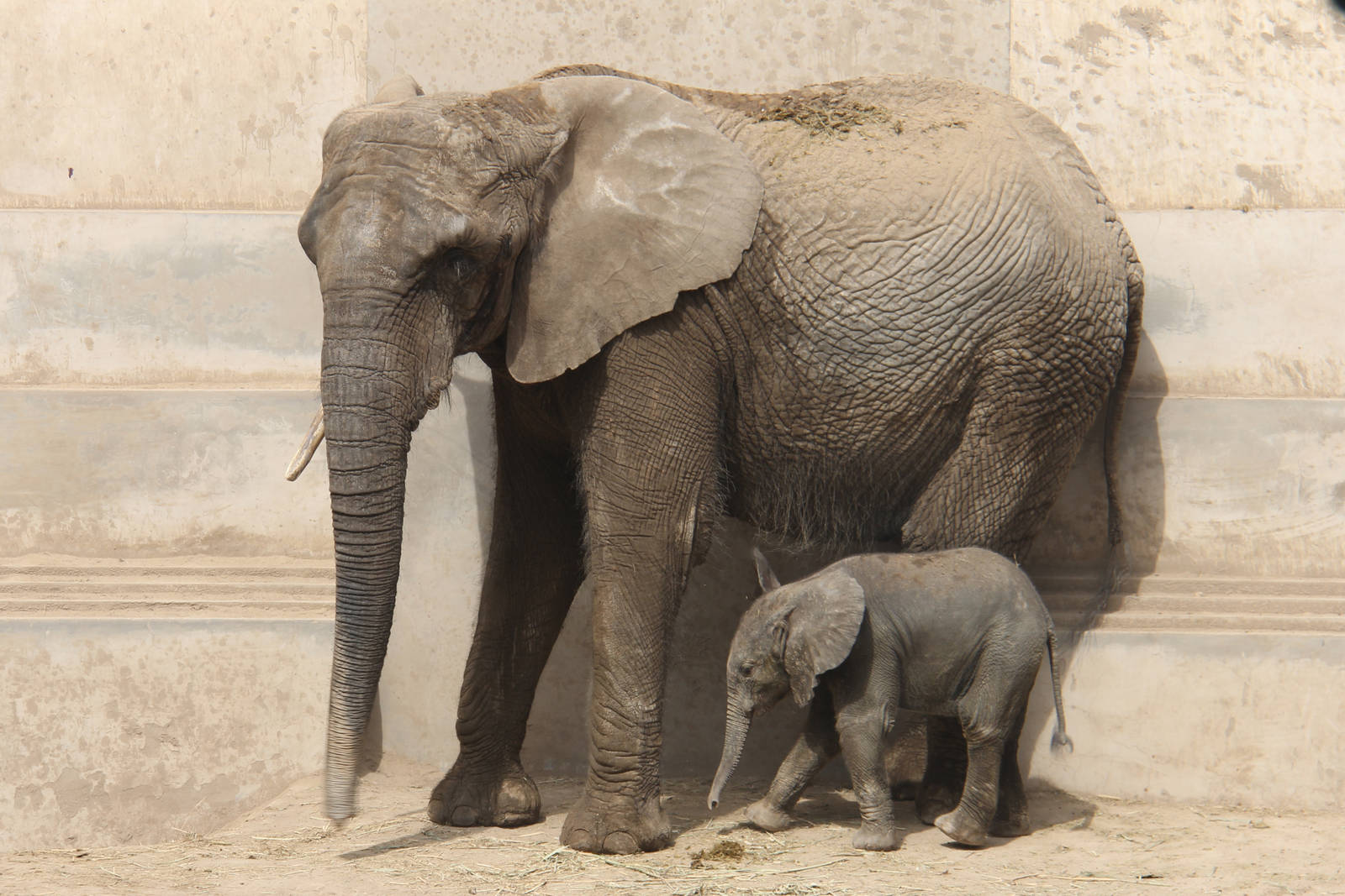 African elephant born on 26/04/2016